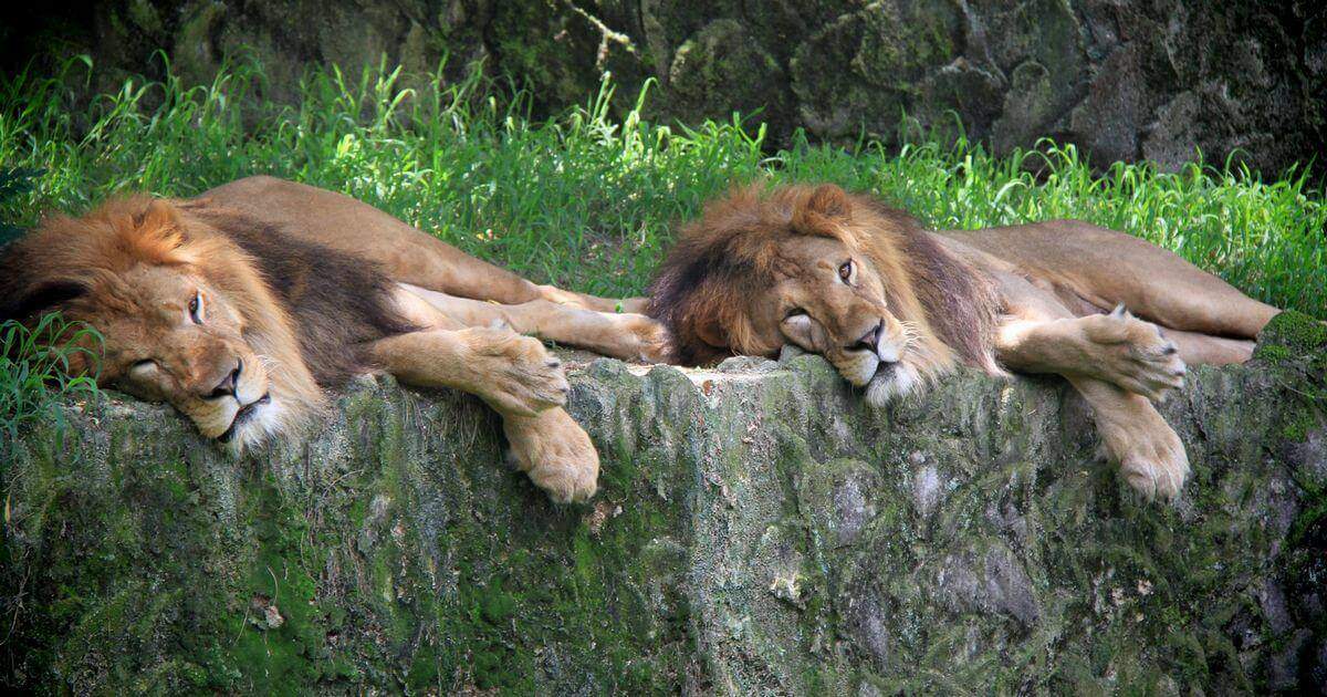 ライオンは寝ている